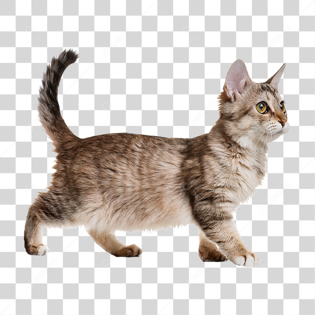 Pet Animal de Estimação Gato PNG Transparente