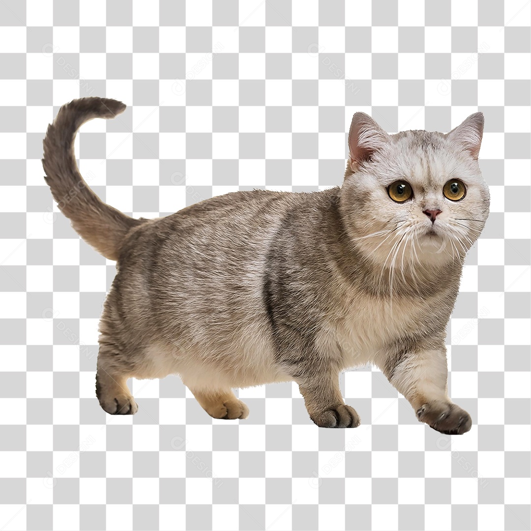 Pet Animal de Estimação Gato PNG Transparente