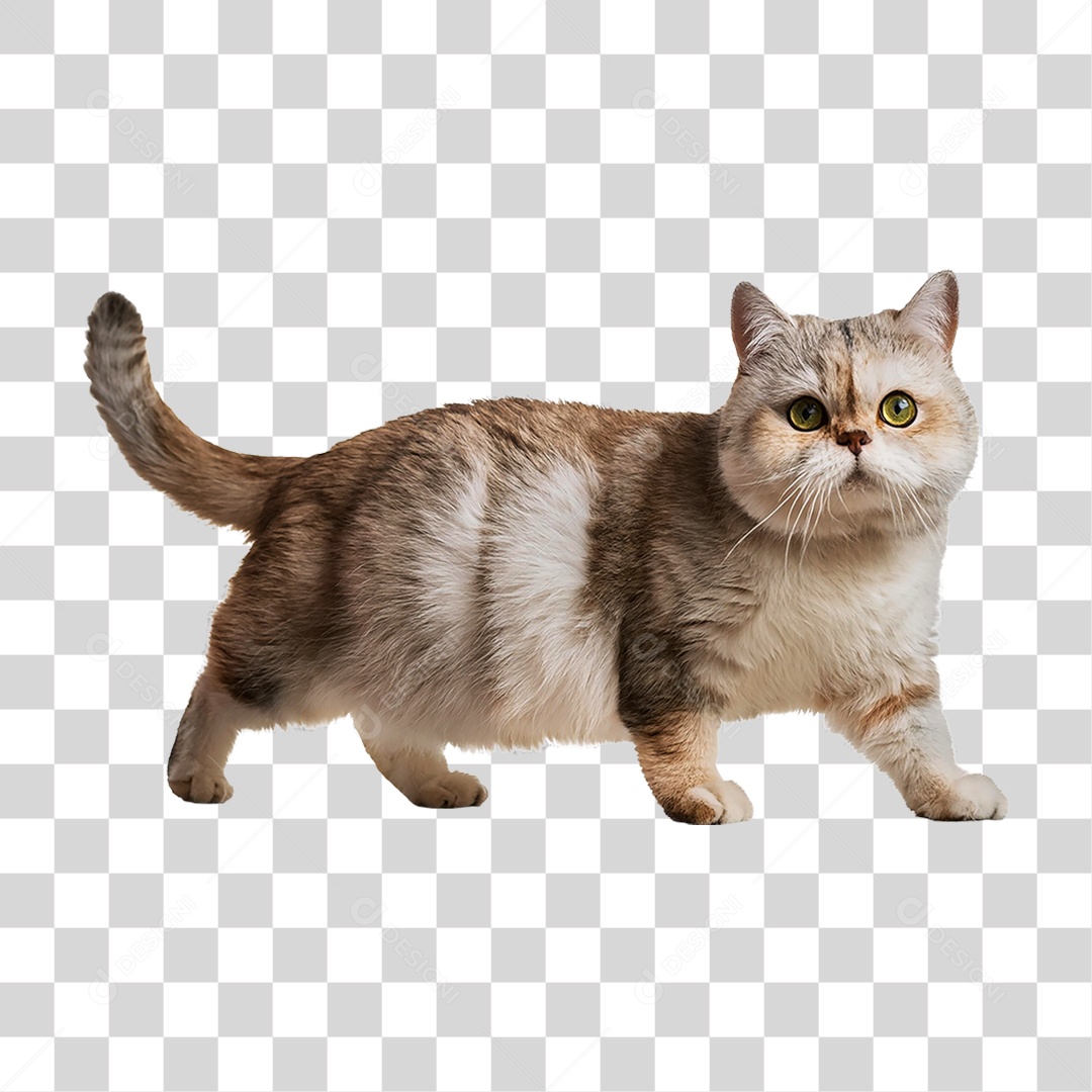Pet Animal de Estimação Gato PNG Transparente