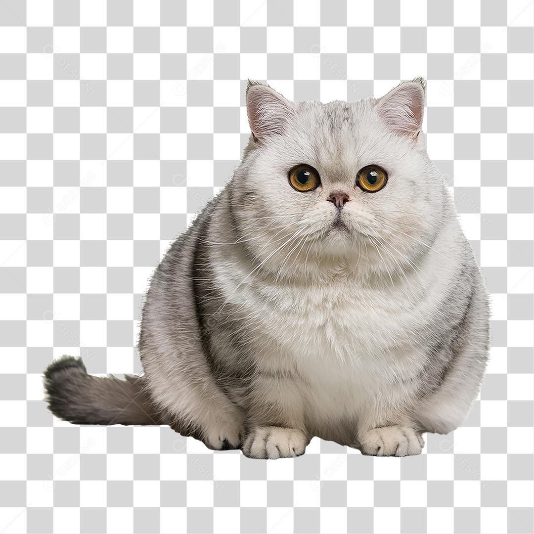 Pet Animal de Estimação Gato PNG Transparente