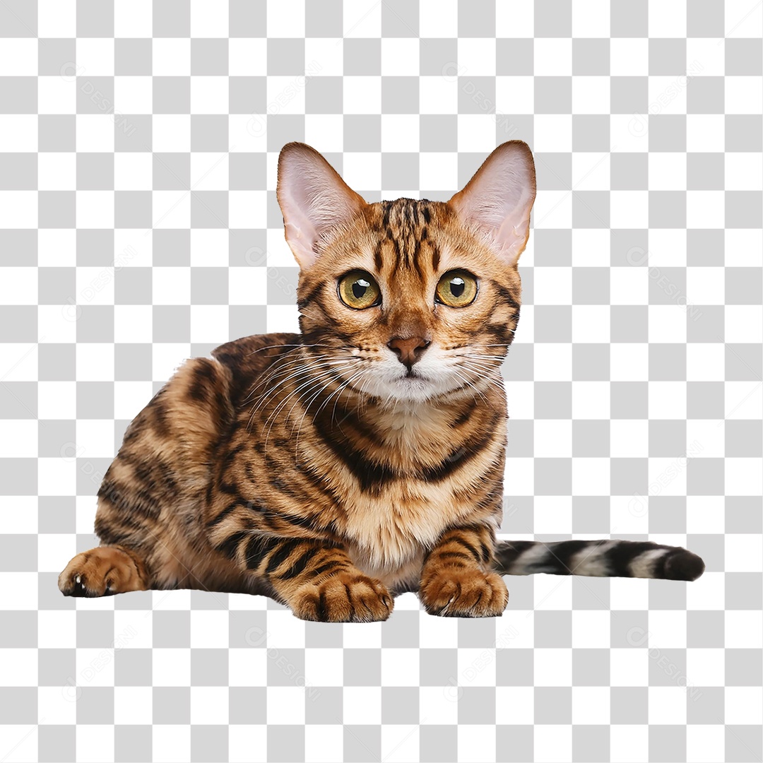 Pet Animal de Estimação Gato PNG Transparente