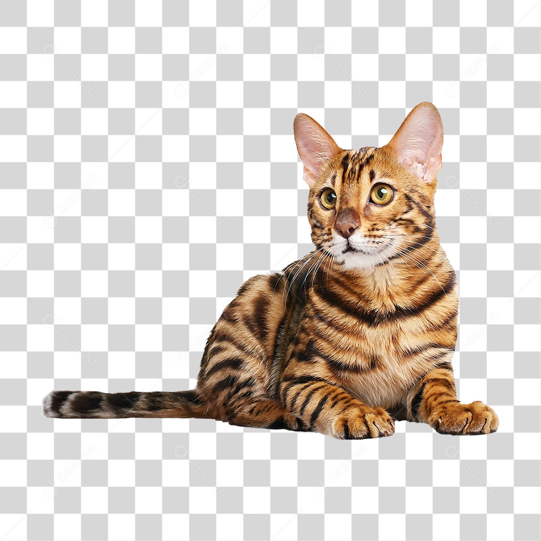 Pet Animal de Estimação Gato PNG Transparente