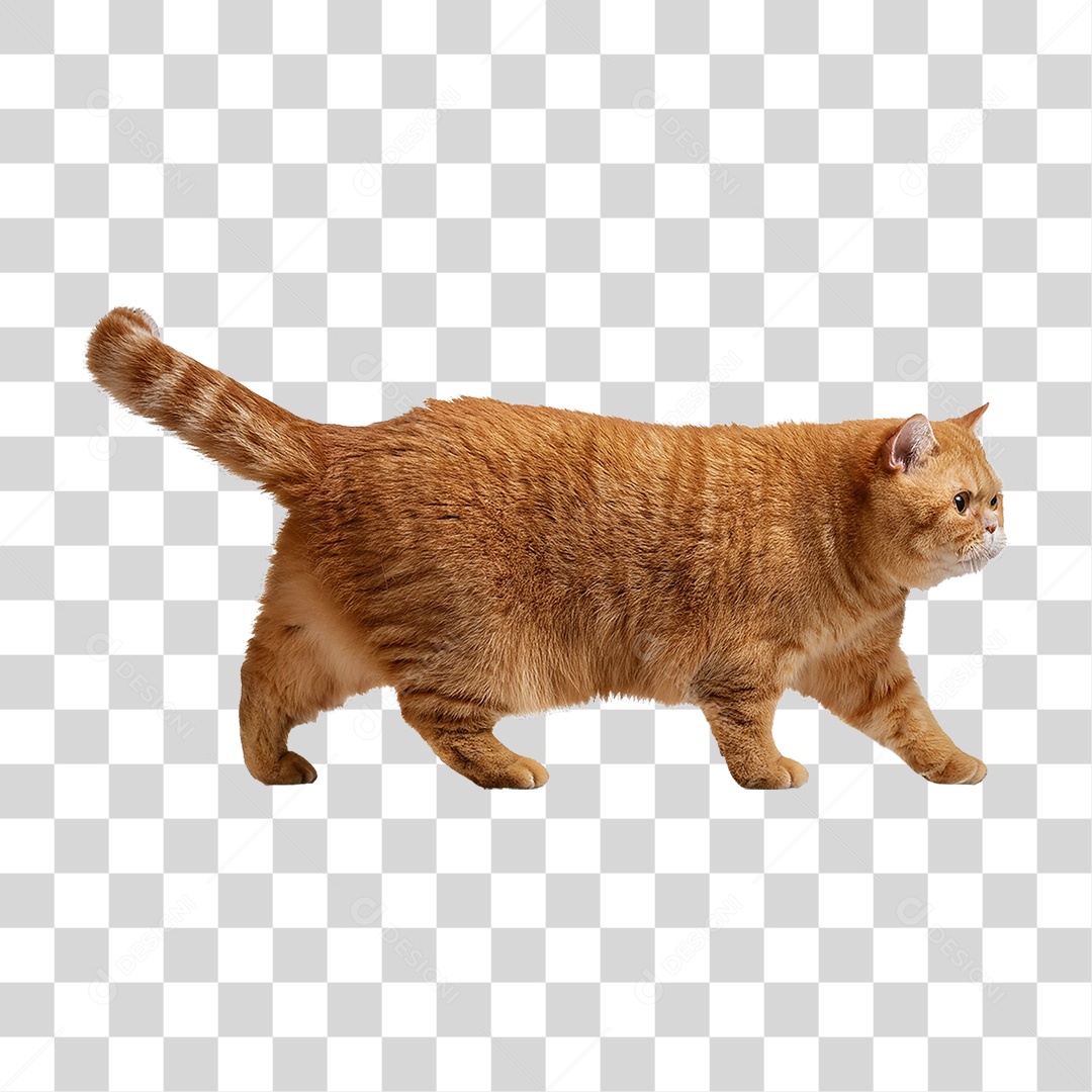 Pet Animal de Estimação Gato PNG Transparente