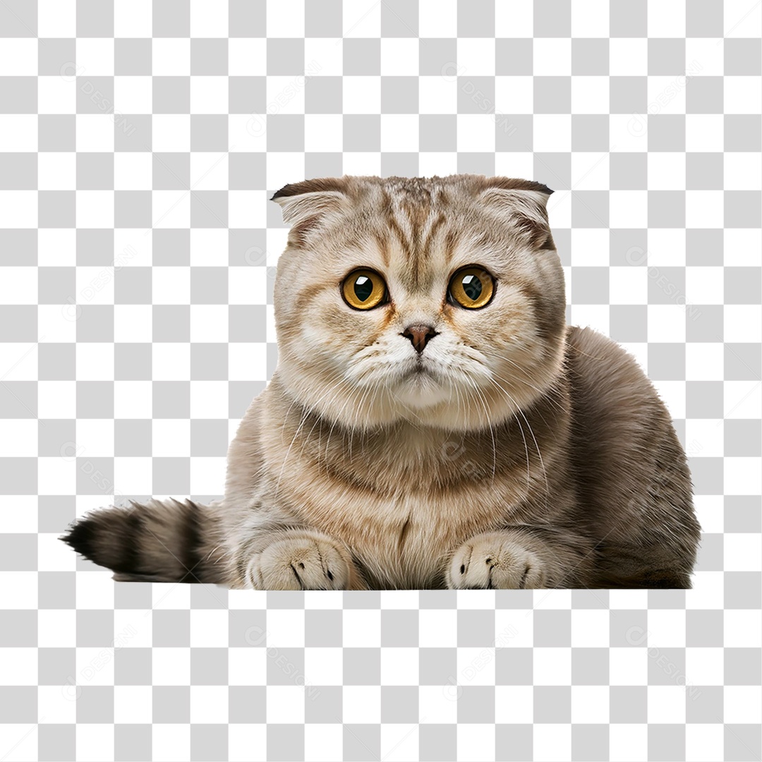 Pet Animal de Estimação Gato PNG Transparente