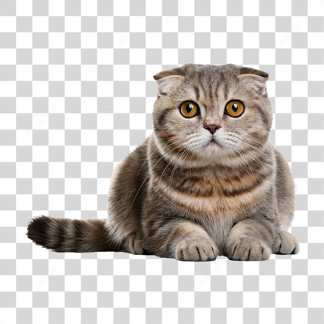 Pet Animal de Estimação Gato PNG Transparente