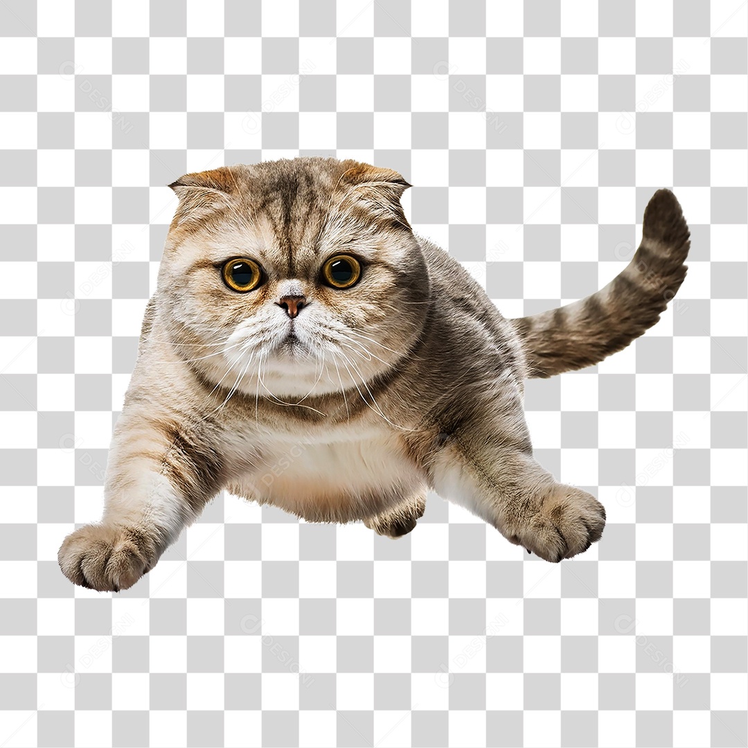 Pet Animal de Estimação Gato PNG Transparente