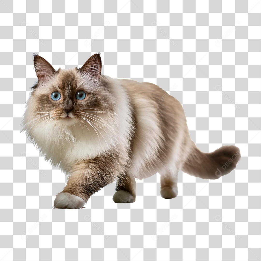 Pet Animal de Estimação Gato PNG Transparente