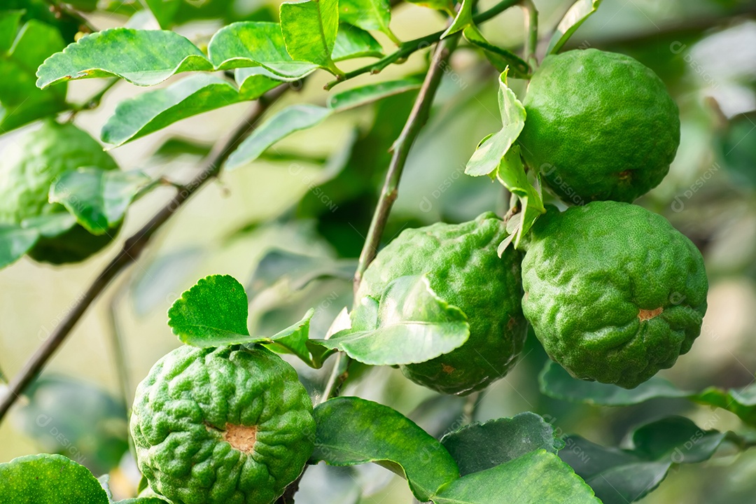 Bergamota fruta verde fresca de bergamota pendurada em galho