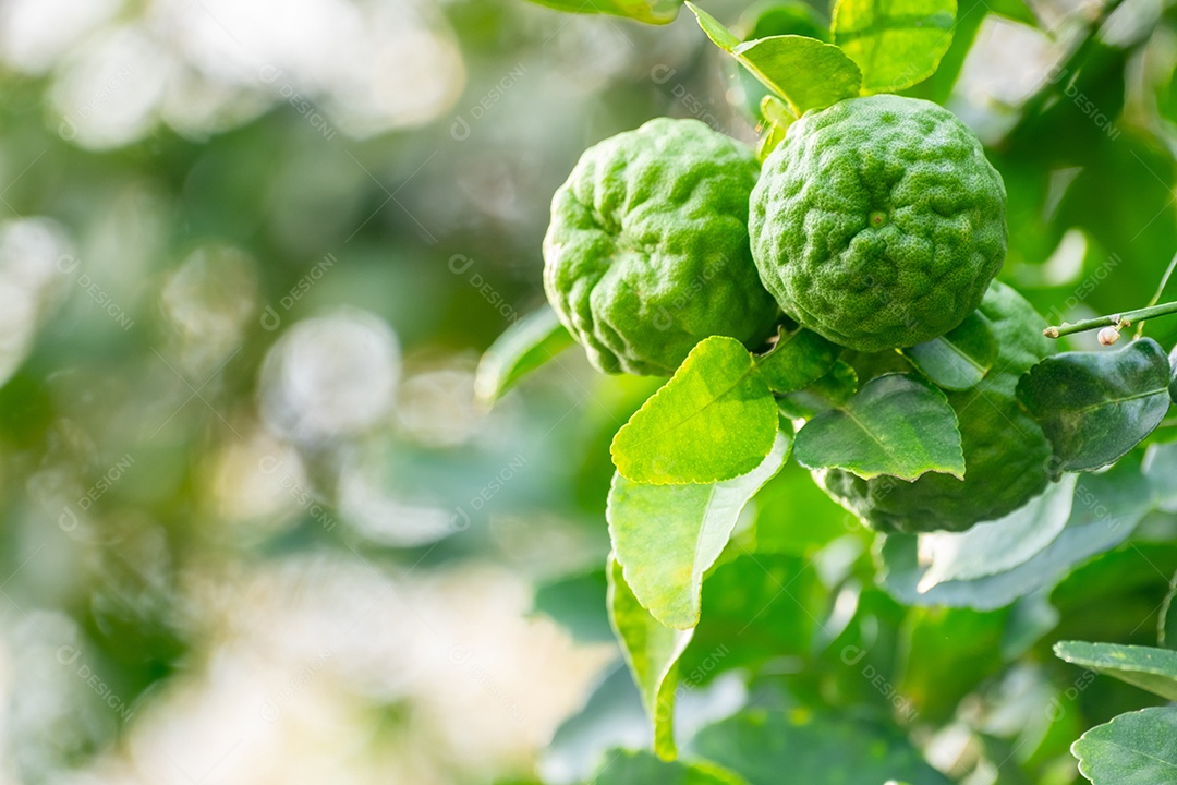 Bergamota fruta verde fresca de bergamota pendurada em galho