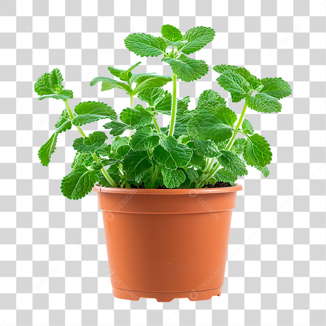Planta Hortelã PNG Transparente