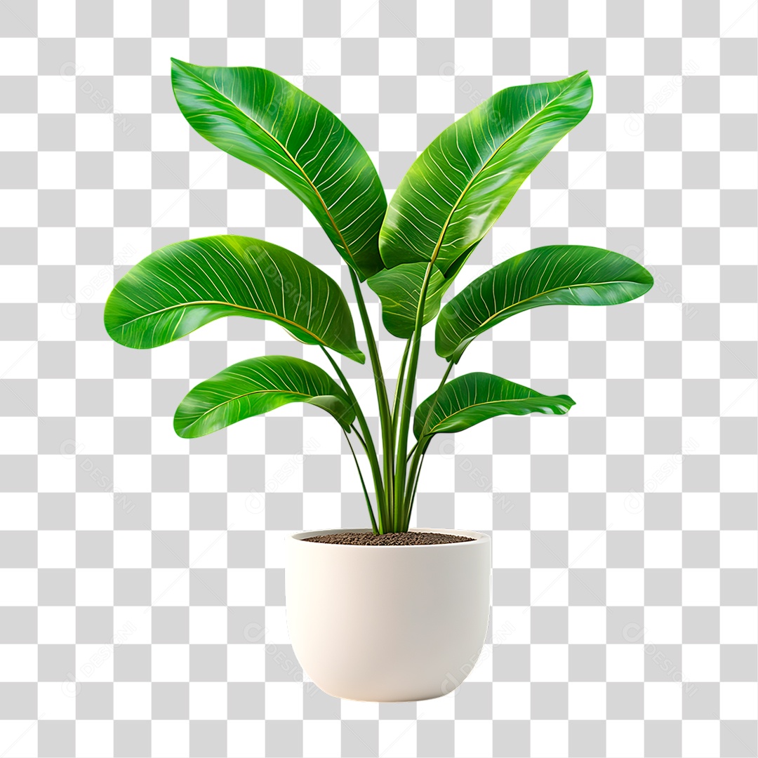 Planta PNG Transparente