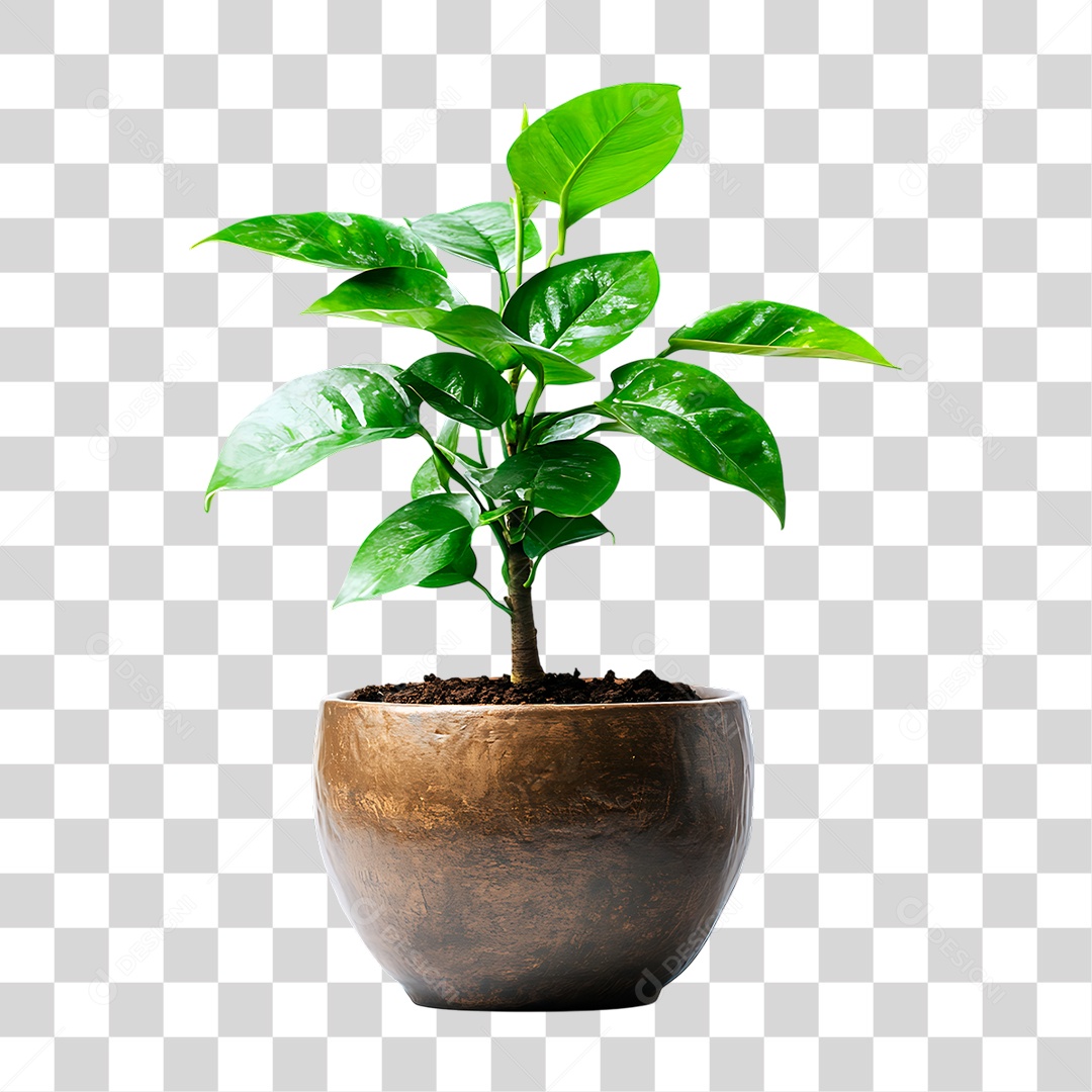 Planta PNG Transparente