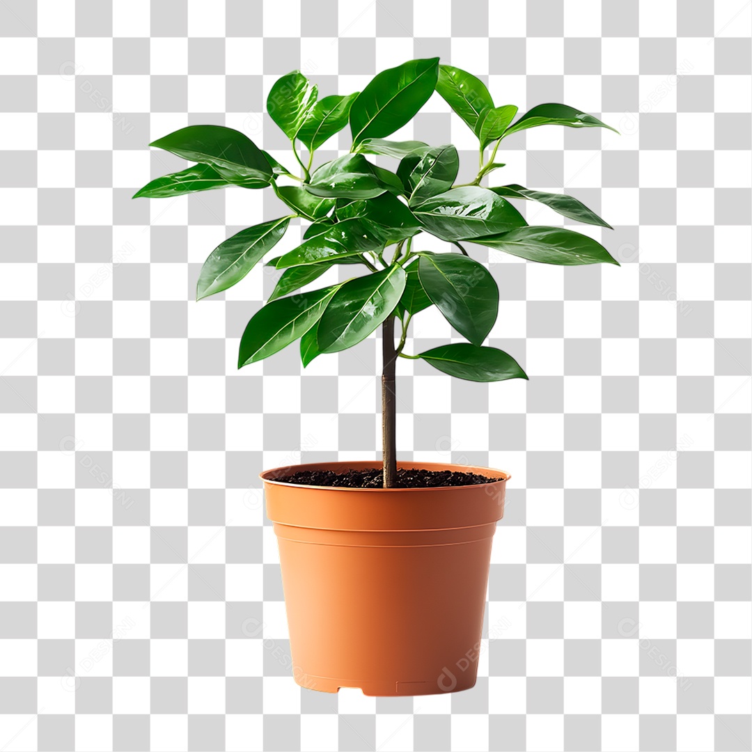 Planta PNG Transparente