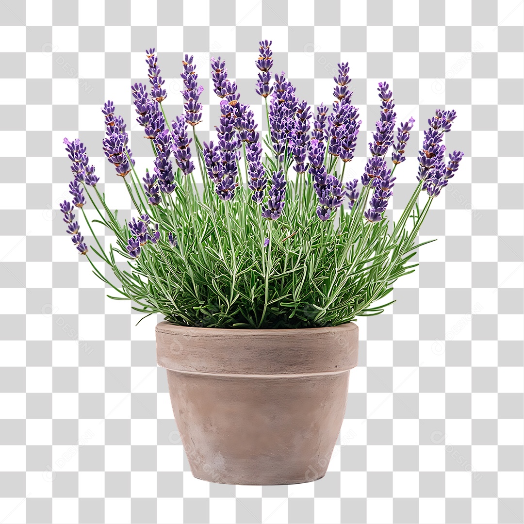 Planta Lavanda PNG Transparente