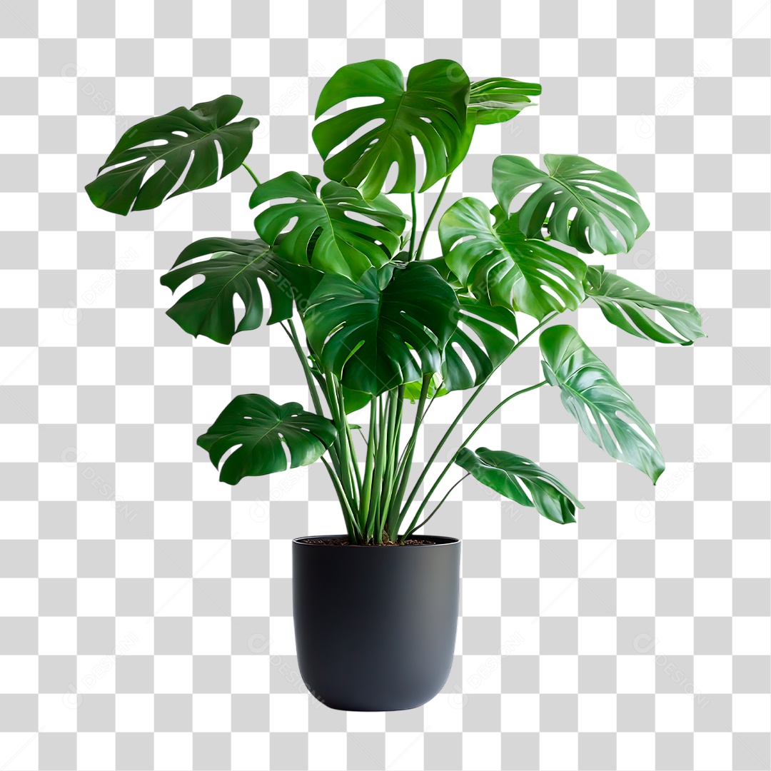 Planta PNG Transparente