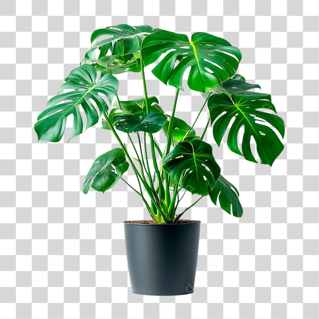 Planta PNG Transparente