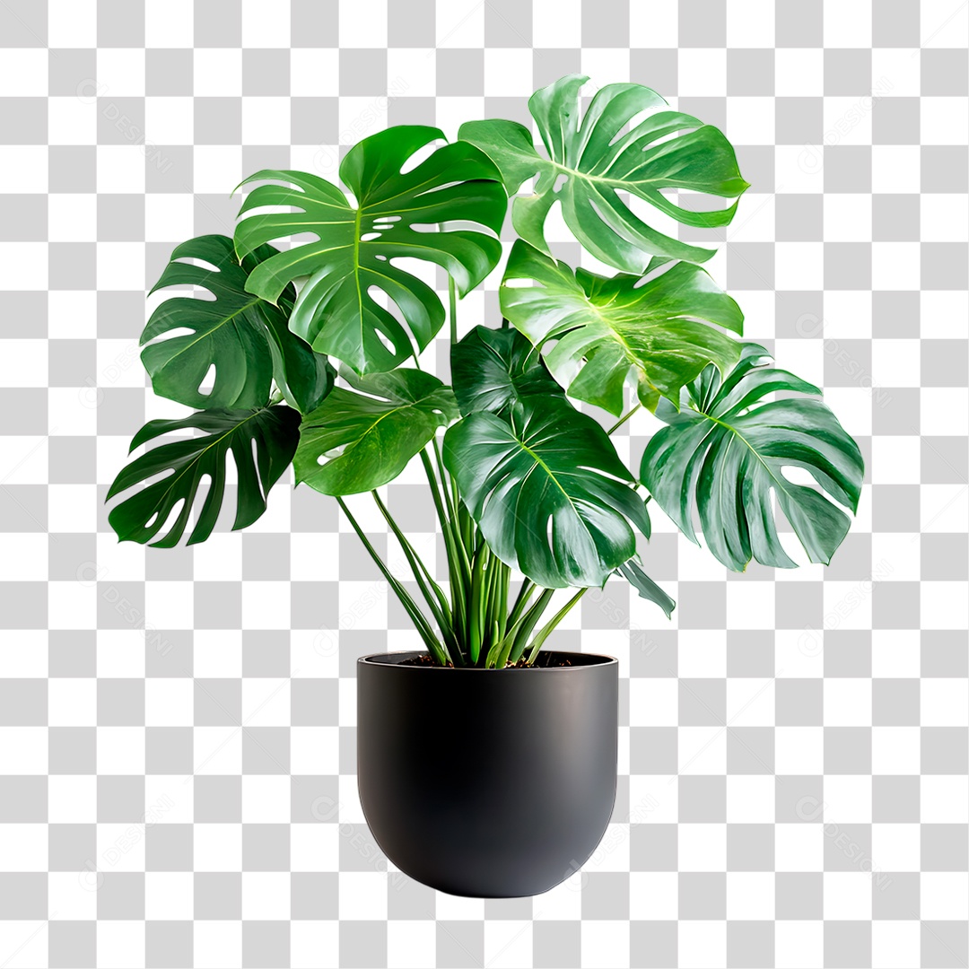 Planta PNG Transparente