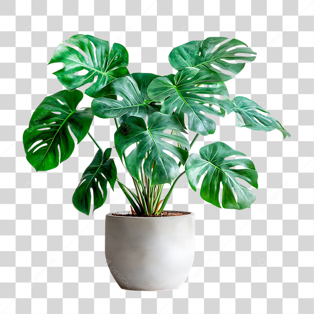 Planta PNG Transparente