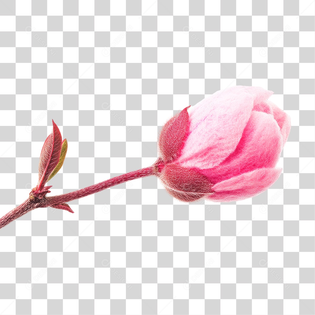 Flor Rosa PNG Transparente