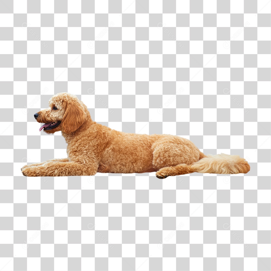 Cachorro Deitado PNG Transparente