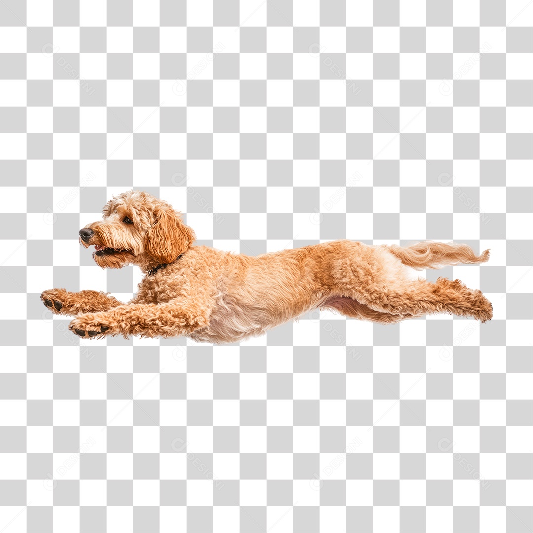 Cachorro Correndo PNG Transparente