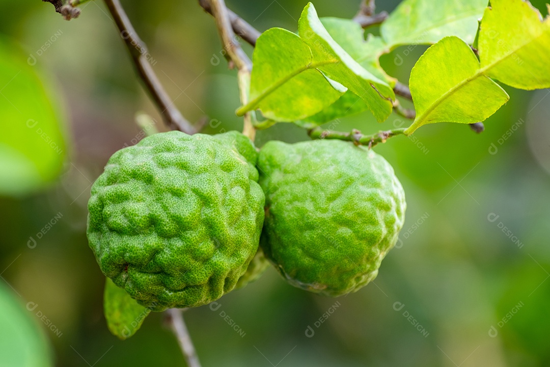 Bergamota fruta verde fresca de bergamota pendurada em galho