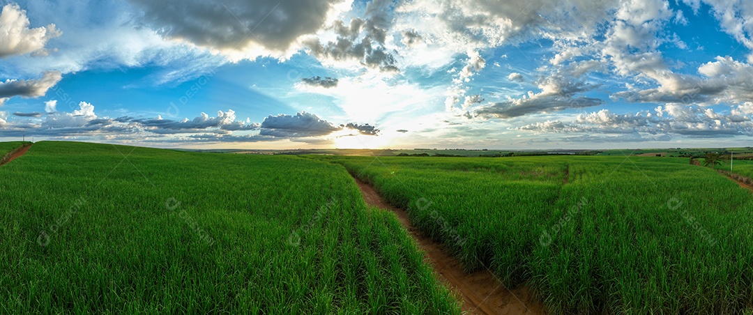 Vista aérea de campos de cana de açúcar ao anoitecer vista de drone