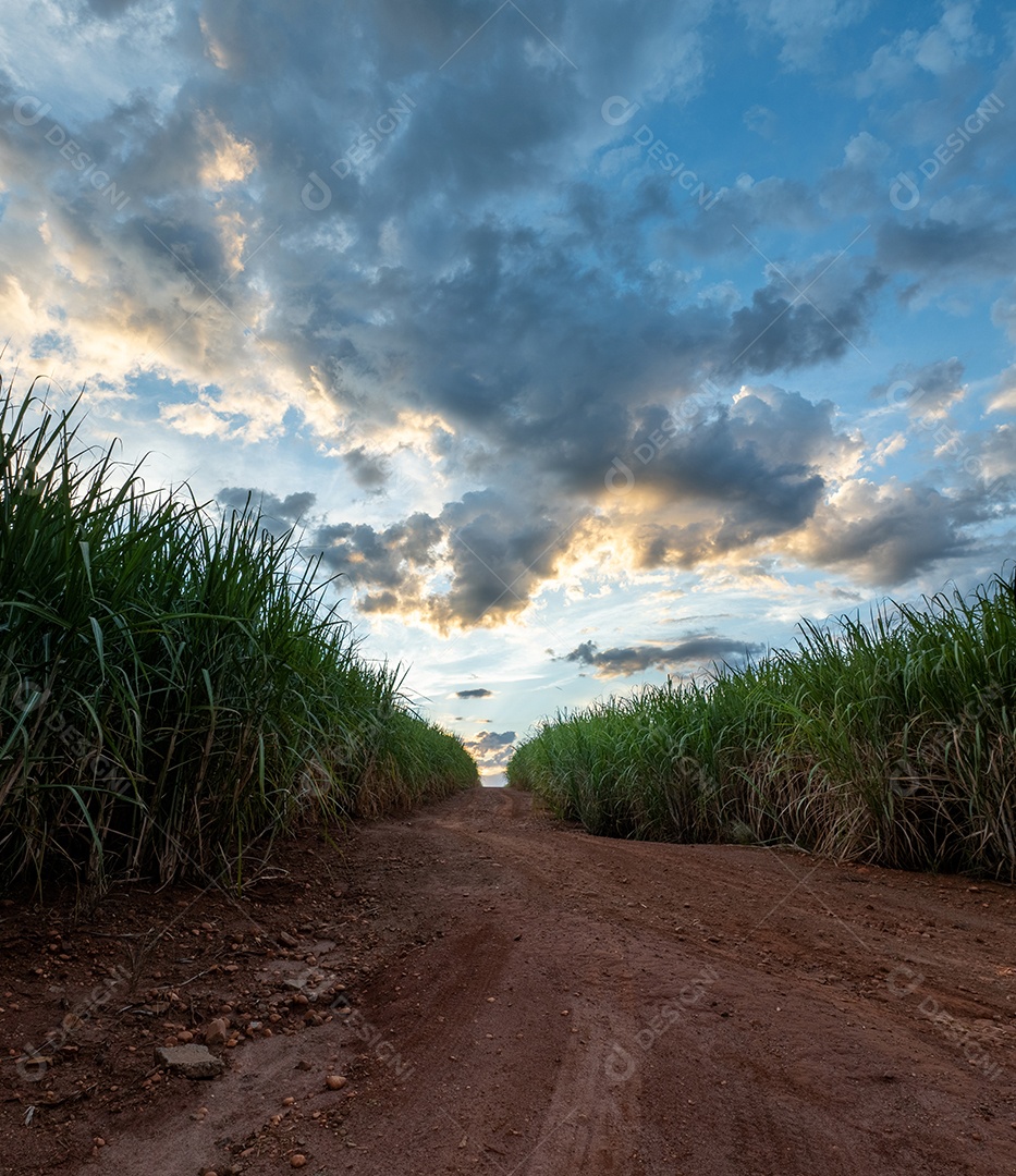 Estrada de terra entre canaviais ao anoitecer
