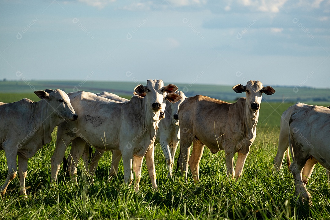 Gado Nelore no pasto ao entardecer