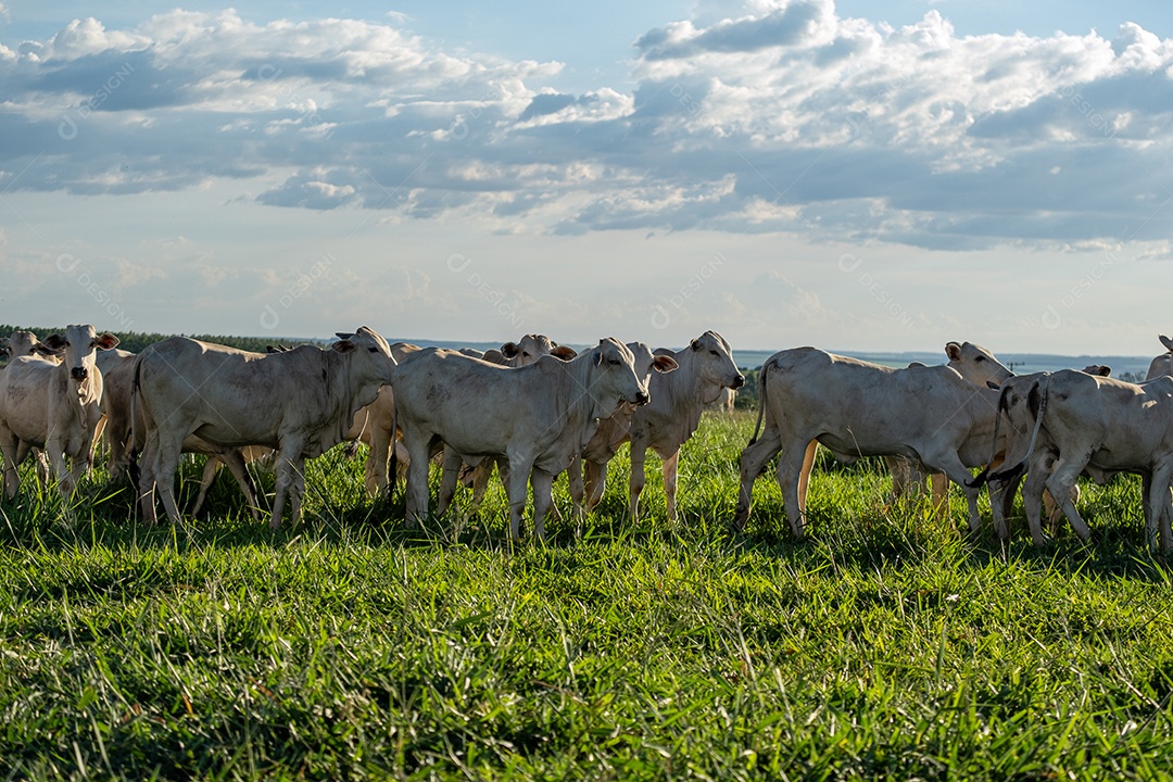 Gado Nelore no pasto ao entardecer