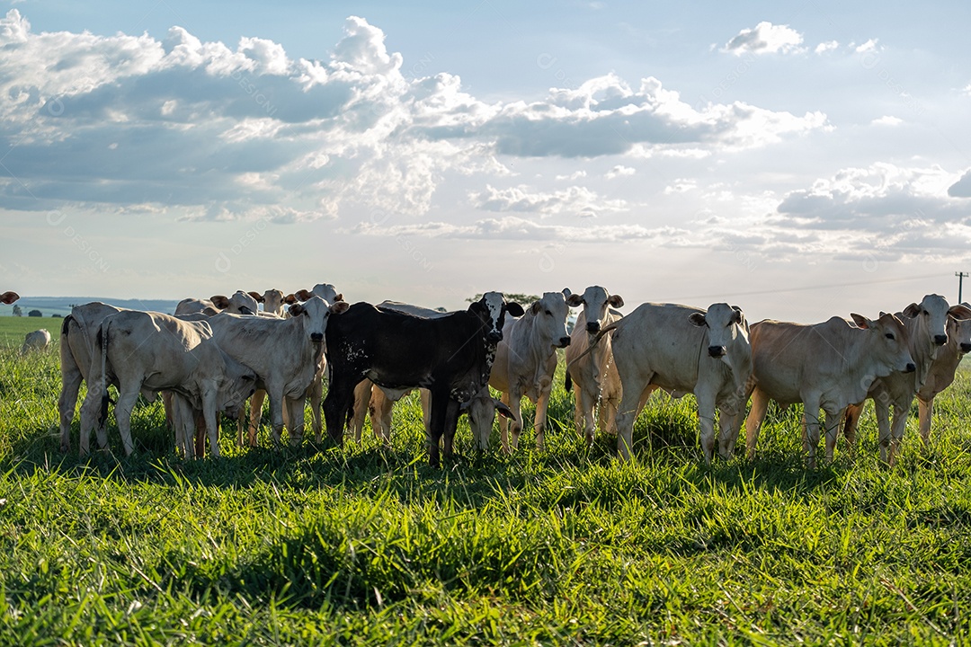 Gado Nelore no pasto ao entardecer