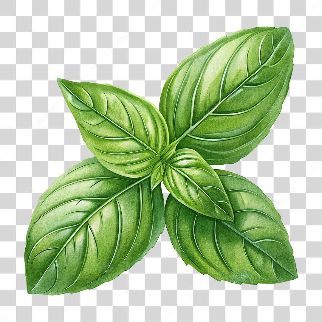 Folha de Manjericão PNG Transparente