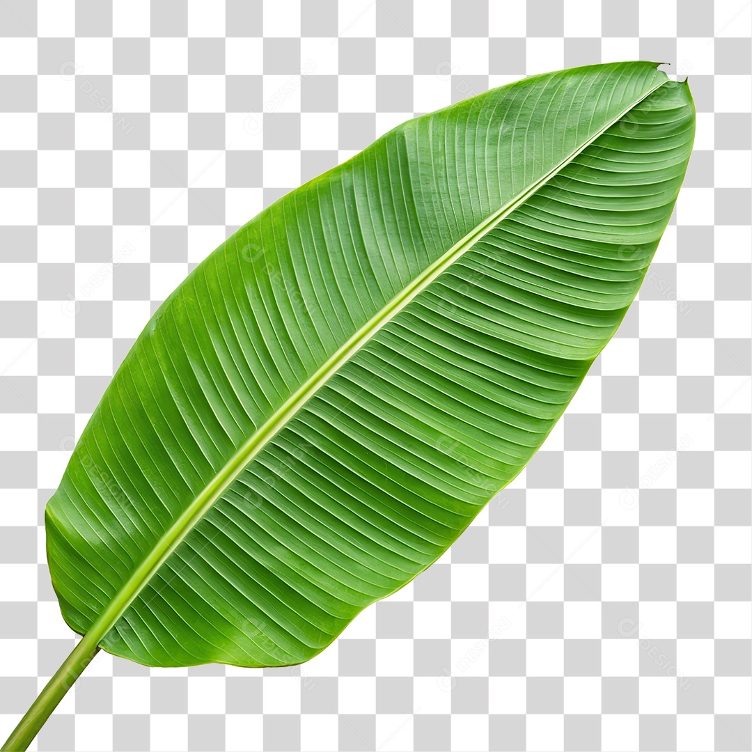 Folha de Banana PNG Transparente
