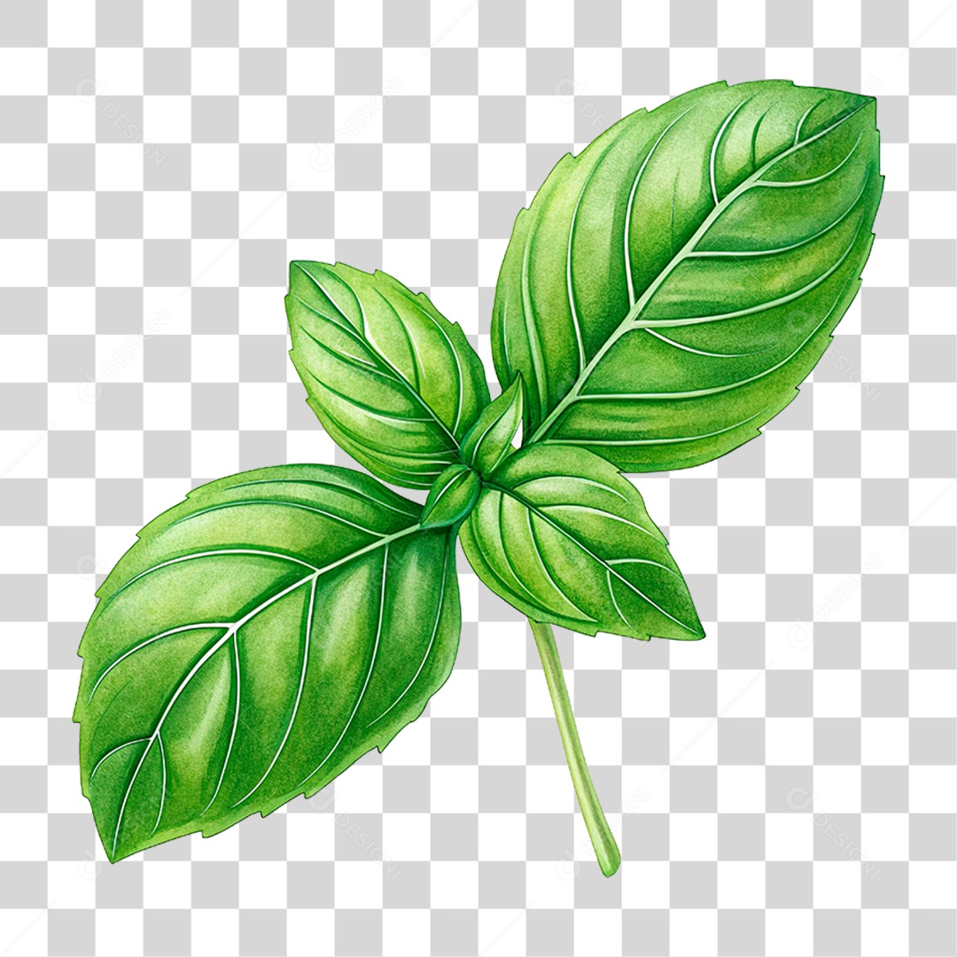 Folha de Manjericão PNG Transparente