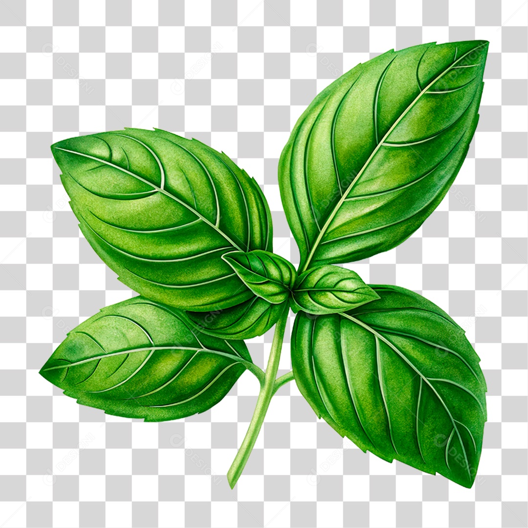 Folha de Manjericão PNG Transparente