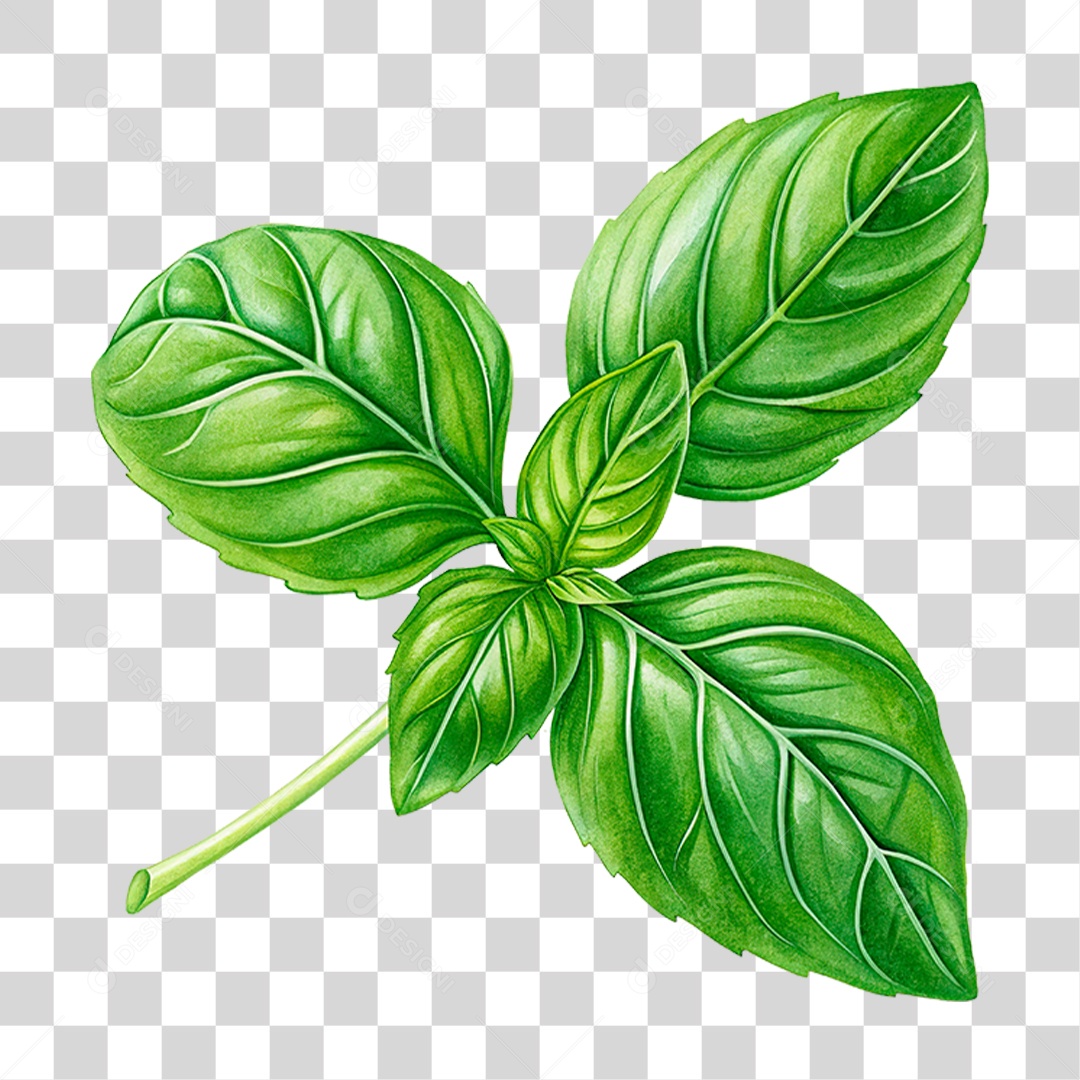 Folha de Manjericão PNG Transparente