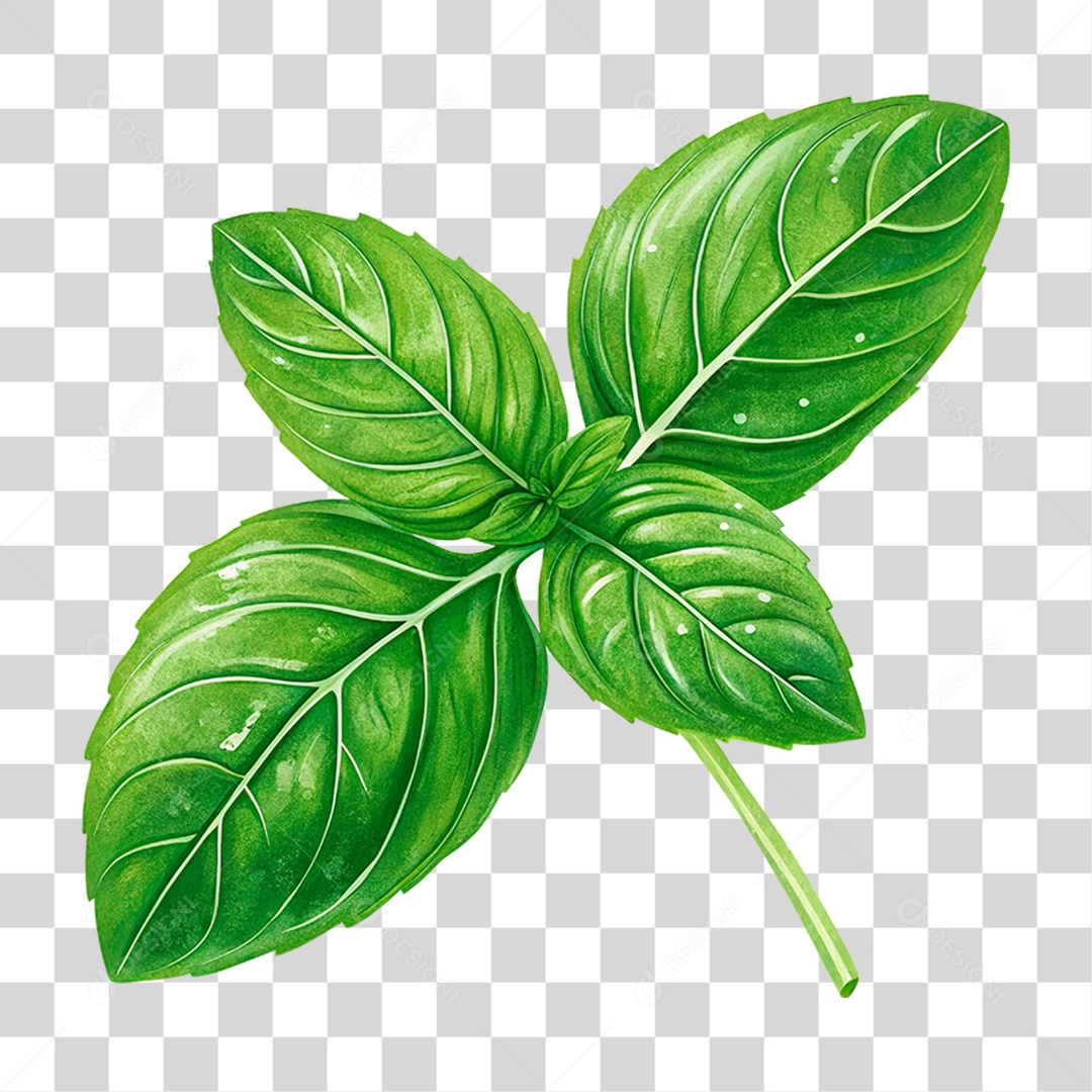 Folha de Manjericão PNG Transparente