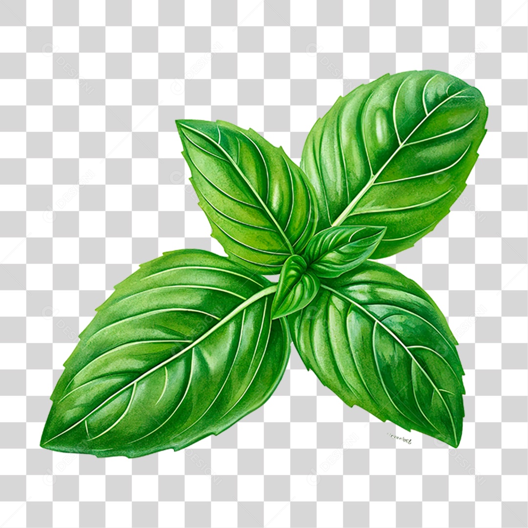 Folha de Manjericão PNG Transparente