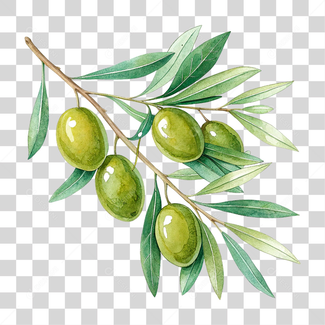Ramo de Oliveira PNG Transparente