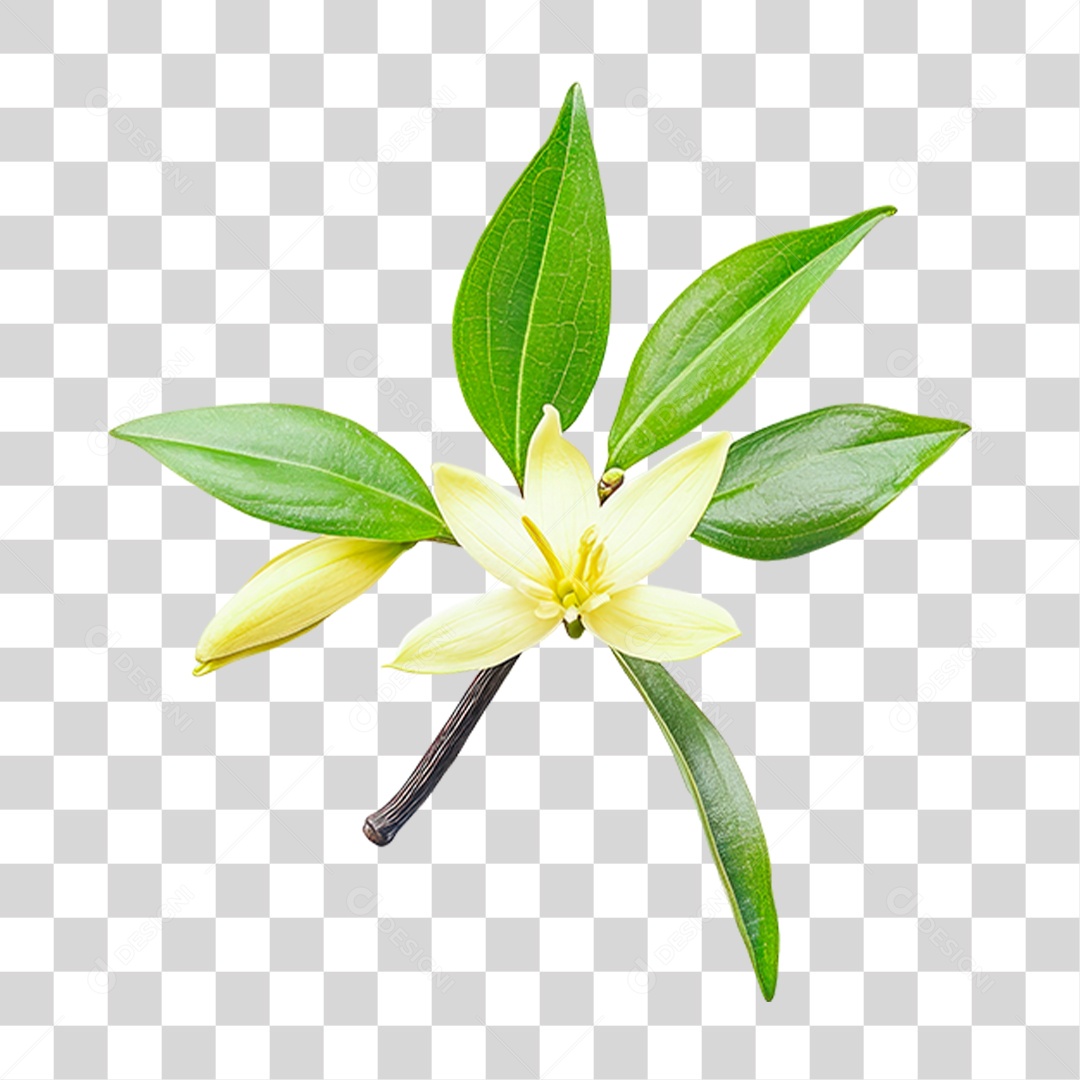 Flor Branca PNG Transparente