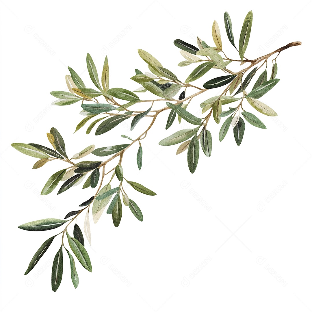 Fazenda de oliveira com folhas em branco