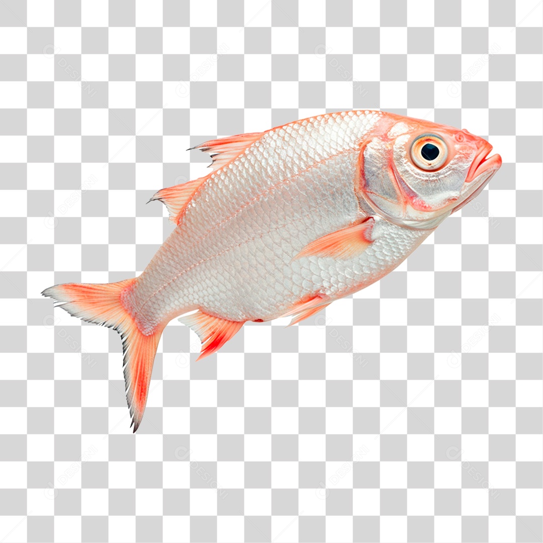Peixe PNG Transparente