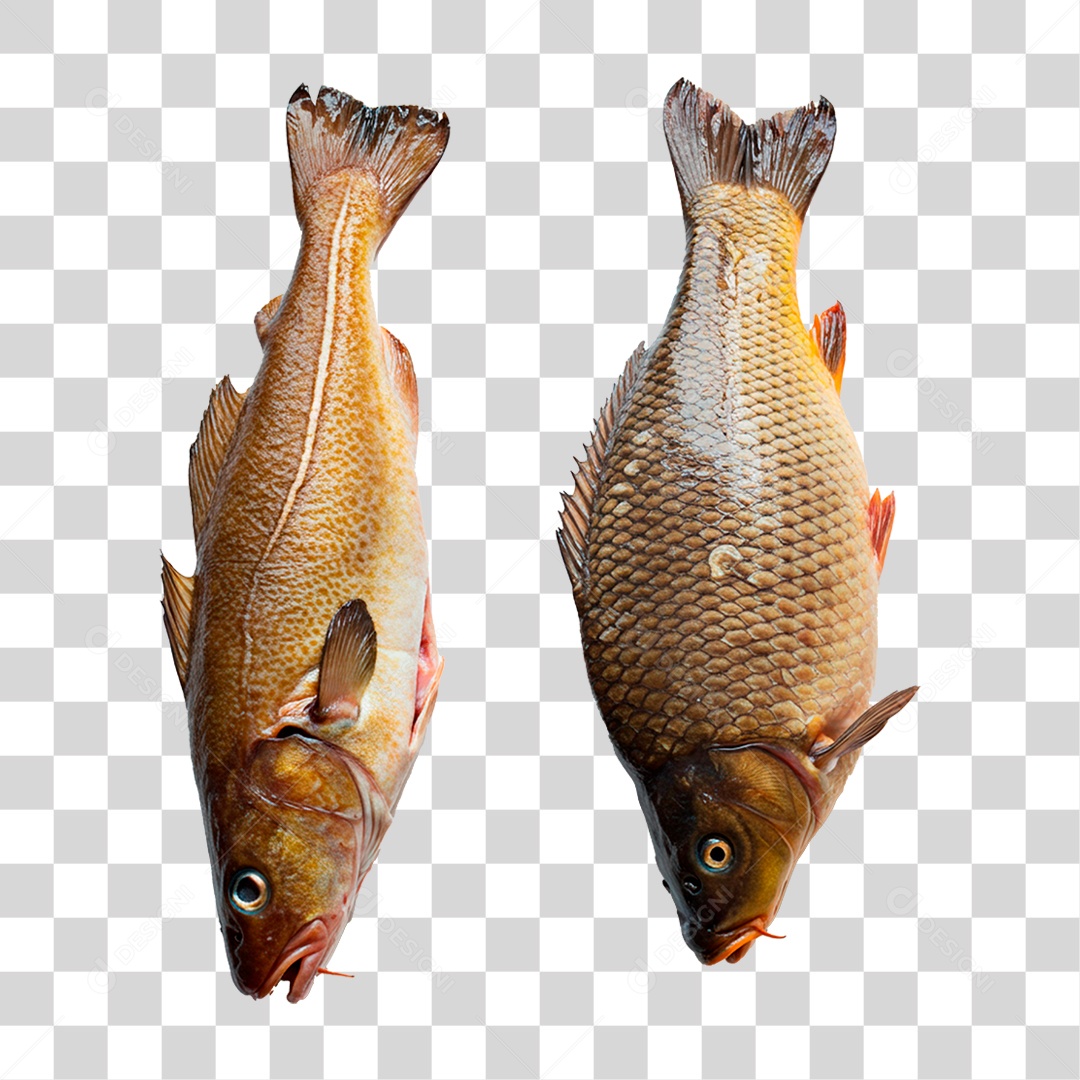 Peixe PNG Transparente
