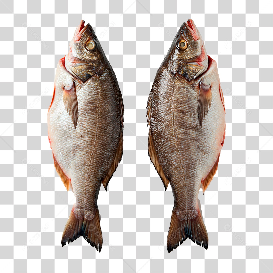Peixe PNG Transparente