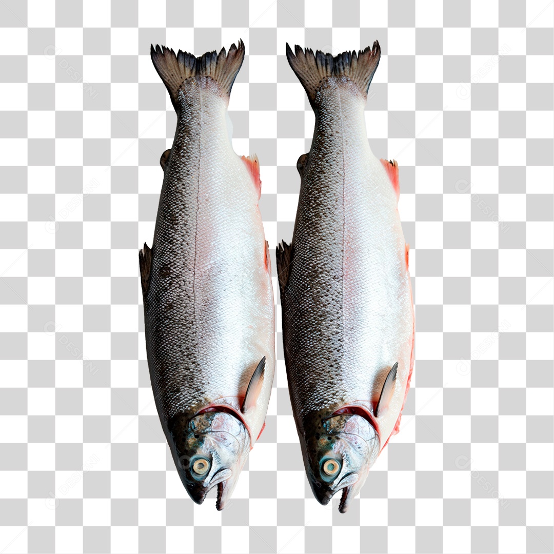 Peixe PNG Transparente