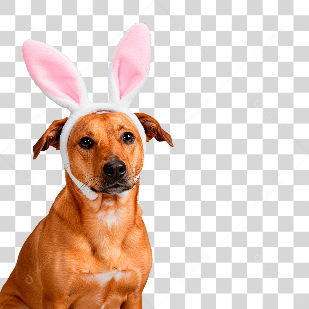 Cachorro com Orelha de Coelho PNG Transparente