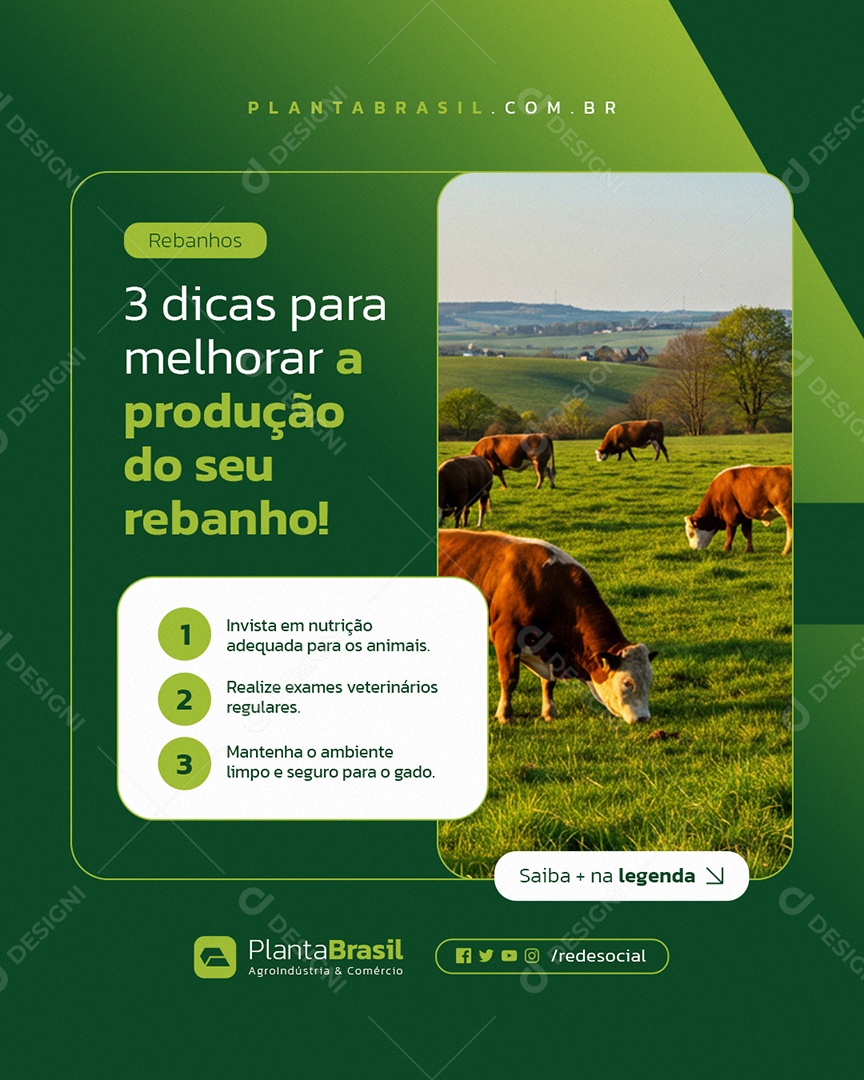 Agroindústria Rebanhos Três Dicas para Melhorar a Produção Social Media PSD Editável