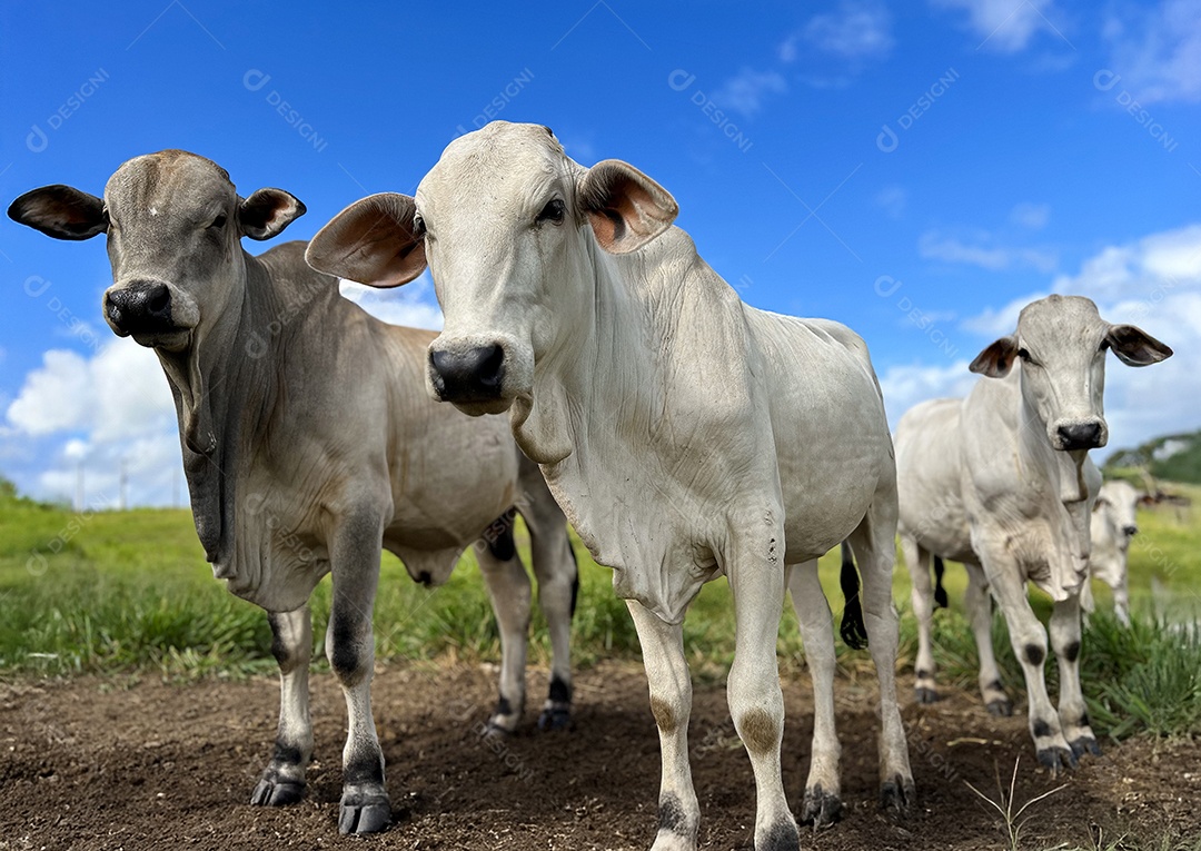 Gado nelore fazenda no pasto