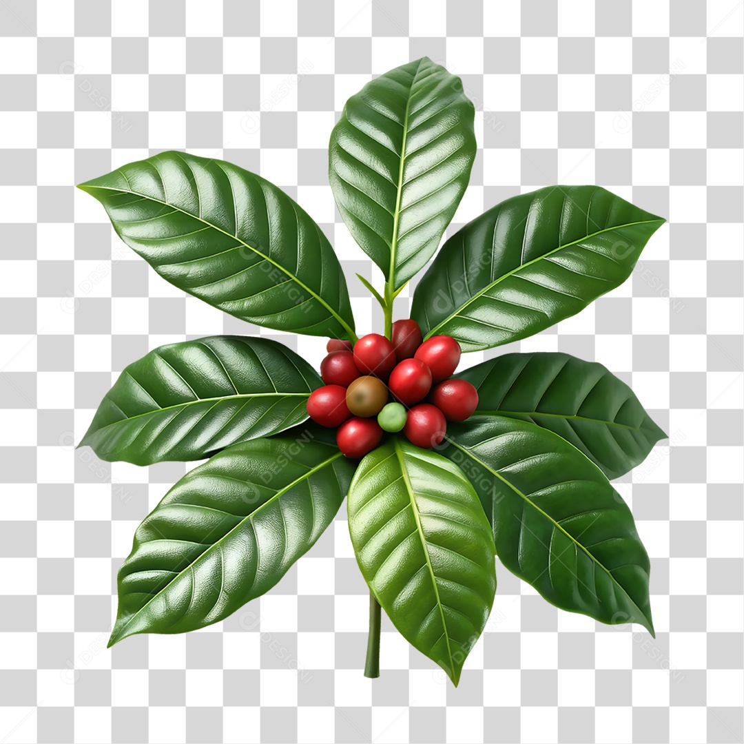 Planta de Café PNG Transparente