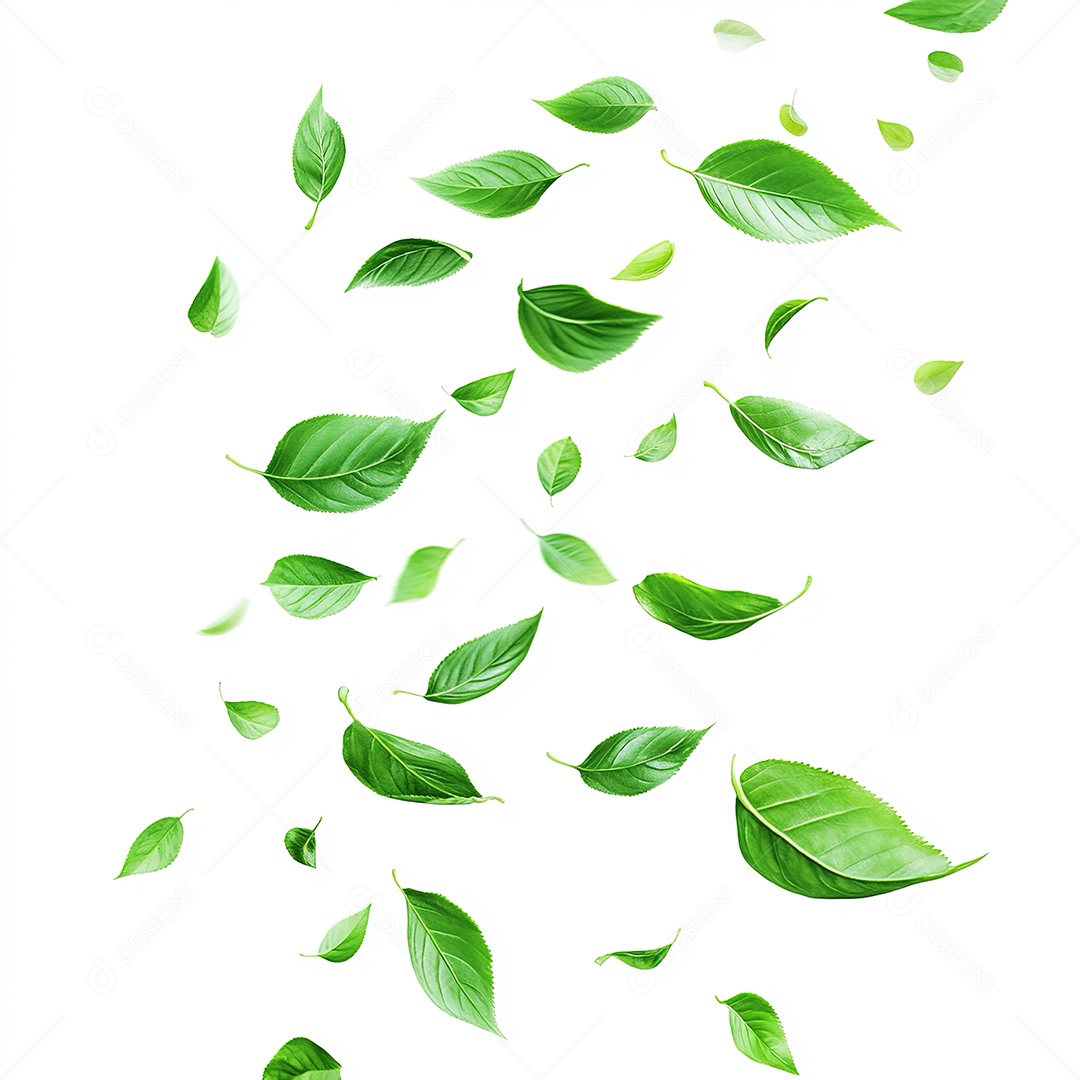 Folhas verdes flutuando em fundo branco isolado